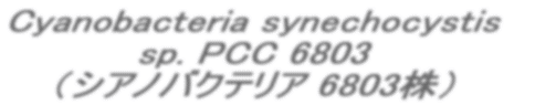 Cyanobacteria synechocystis   sp. PCC 6803    iVAmoNeA 6803j  