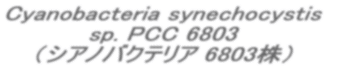 Cyanobacteria synechocystis   sp. PCC 6803    �i�V�A�m�o�N�e���A 6803���j  
