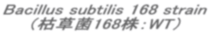 Bacillus subtilis 168 strain  �i�͑���168���FWT�j 