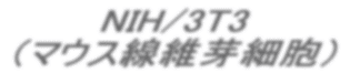 NIH/3T3  �@�@�i�}�E�X���ۉ�זE�j 