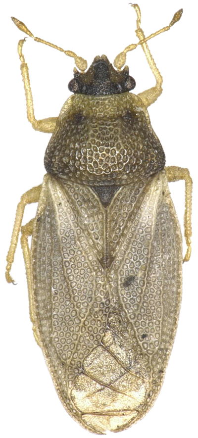 北海道と虫屋バイアス