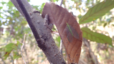 サツマヒメカマキリを求めて