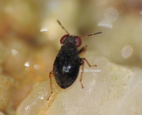 八重山 宮古列島瀬戸際亀虫 採集記