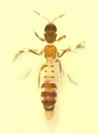 Franklinothrips megalopus