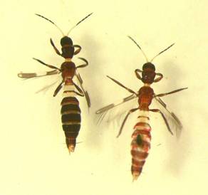 Franklinothrips vespiformis