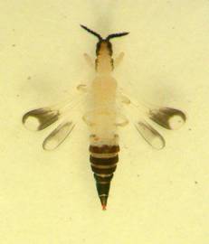 Mymalothrips bicolor