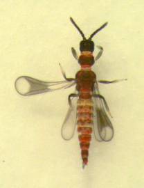 Mymalothrips (?) garuda