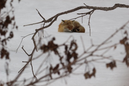 知床で出会った野生動物　キタキツネ