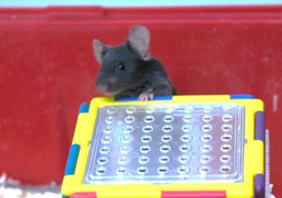動物分子生物学研究室 東京農業大学