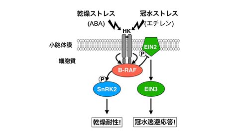 共同研究「植物が⽔環境を感知する仕組みを解明 〜乾燥と冠⽔の両⽅に対応可能な作物育種に期待〜」