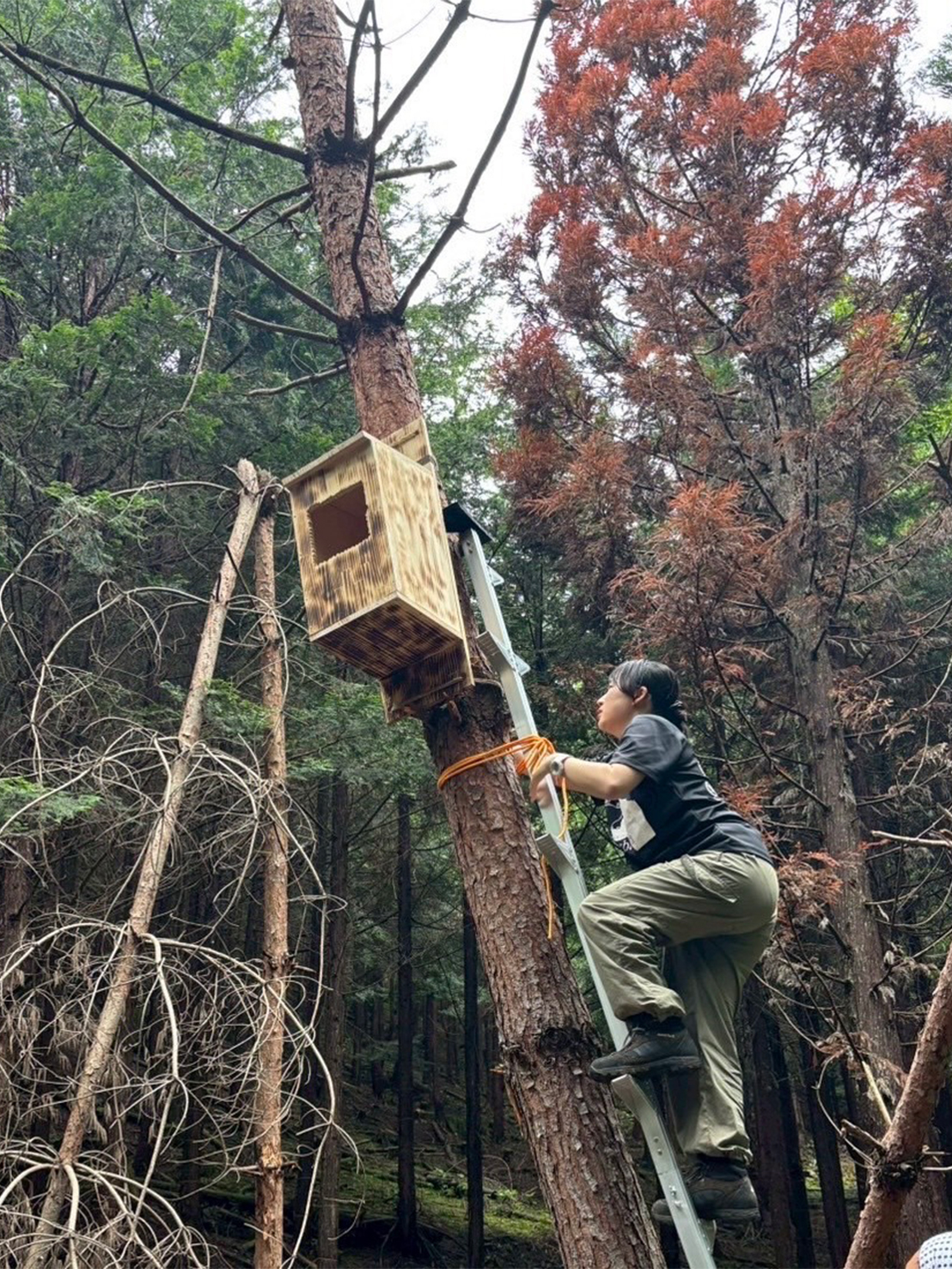 フクロウの巣箱を設置する坂本さん_k.jpg