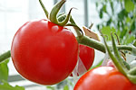 checktheweb_0189_img_04.jpg