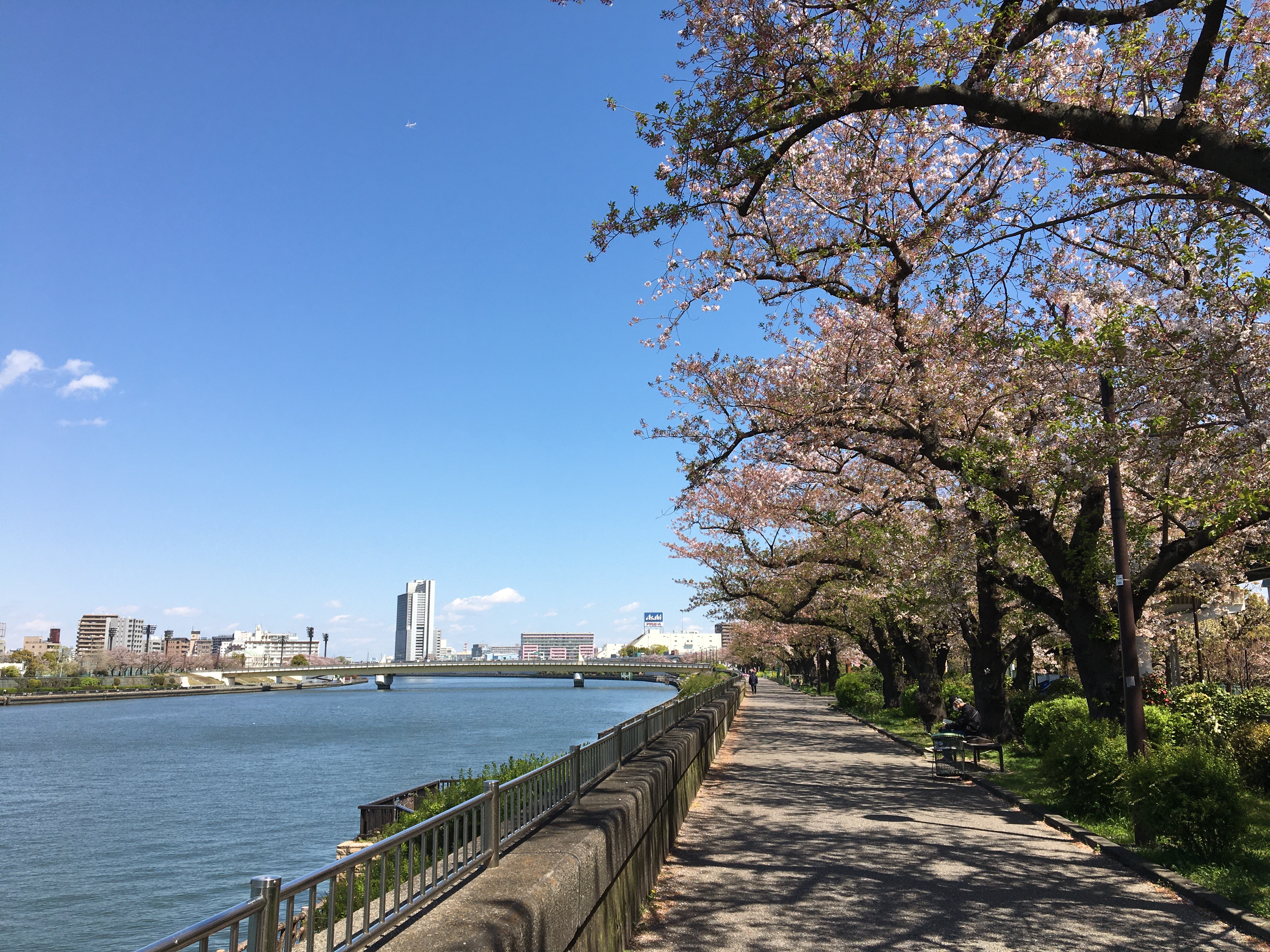 現代公園の原型： 8代将軍徳川吉宗の「花の名所づくり」​（服部勉教授）