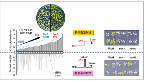 研究成果（共同）「植物の長期高温ストレス耐性には正確なmRNA スプライシングの維持が重要」（2報同時掲載） | 生命科学部 バイオサイエンス学科 植物遺伝子工学研究室 太治 輝昭 教授