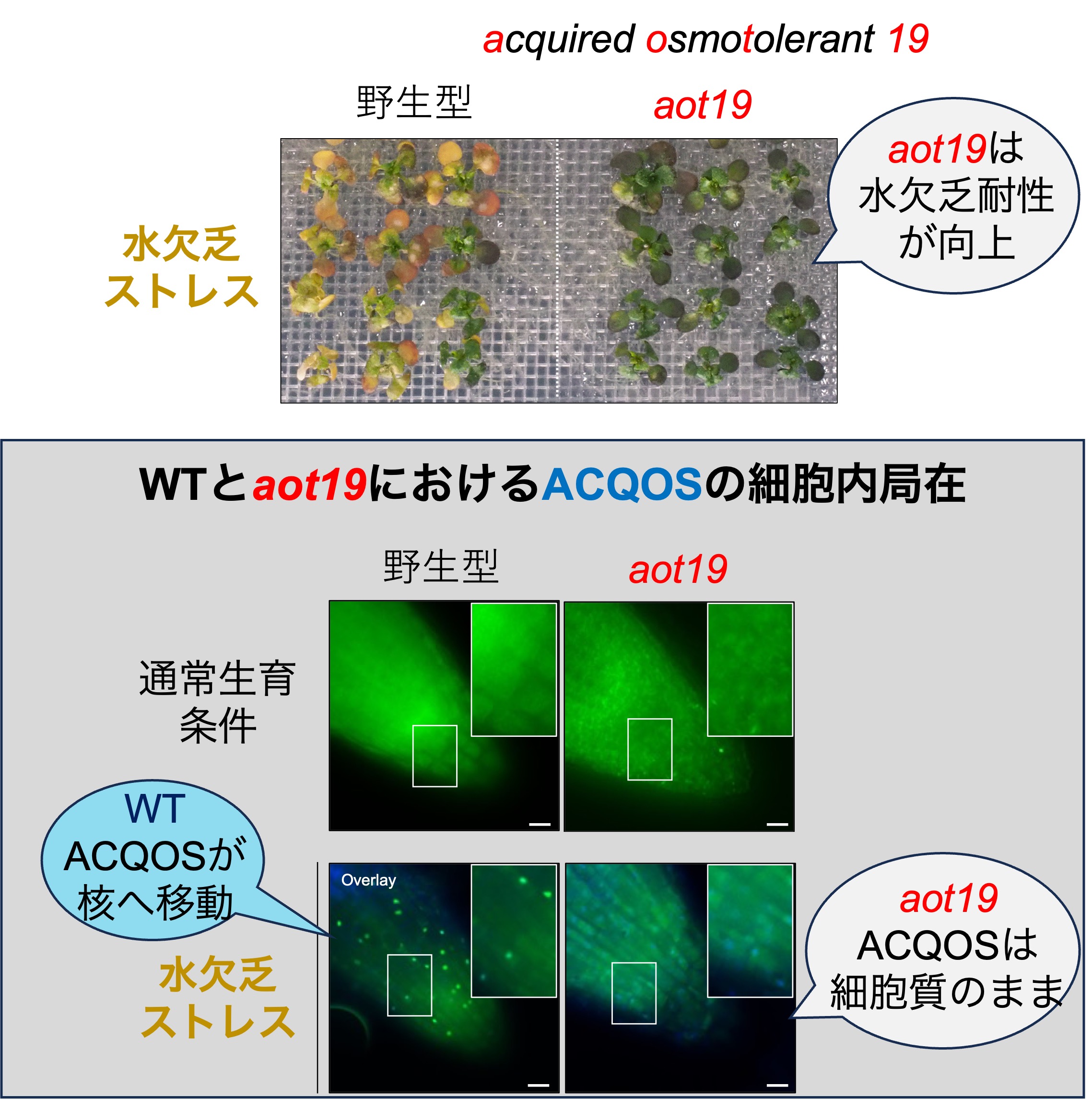 バイオサイエンス学科 植物遺伝子工学研究室の森 研人さん（2023年博士前期課程卒）らの研究成果が国際誌Frontiers in Plant Science (IF 6.6)に掲載