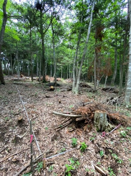 広葉樹林（相馬市）.jpg
