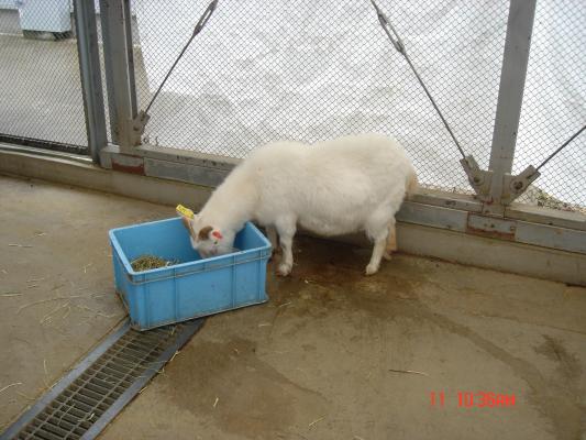 動物生理学研究室 | 東京農業大学