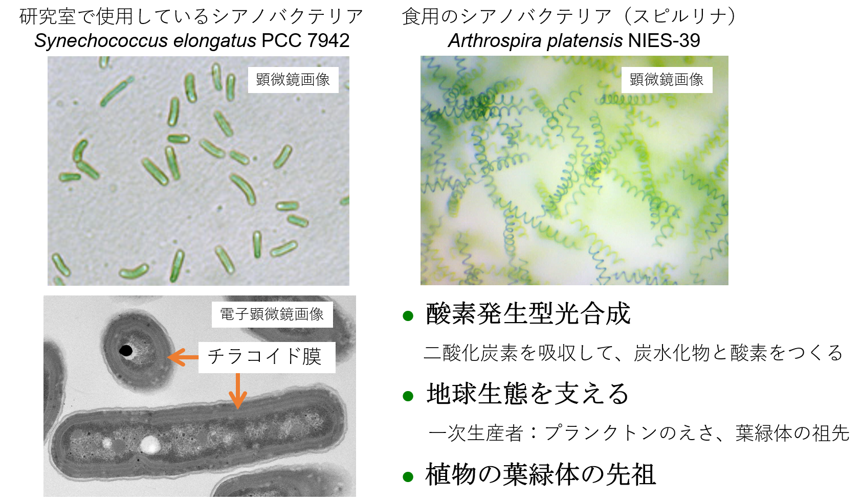 シアノバクテリアと未来を描く 東京農業大学