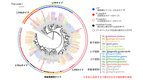 研究成果「LysM型受容体を介した自然免疫システムが陸上植物間で広く保存されていることを解明」バイオサイエンス学科　四井いずみ助教