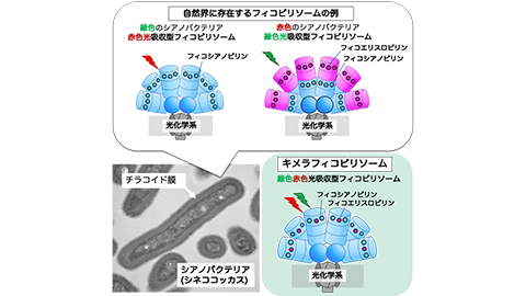 研究成果（共同）「ビリン合成制御によるシアノバクテリアのフィコビリソームの機能改変｣ | バイオサイエンス学科 渡辺 智 准教授
