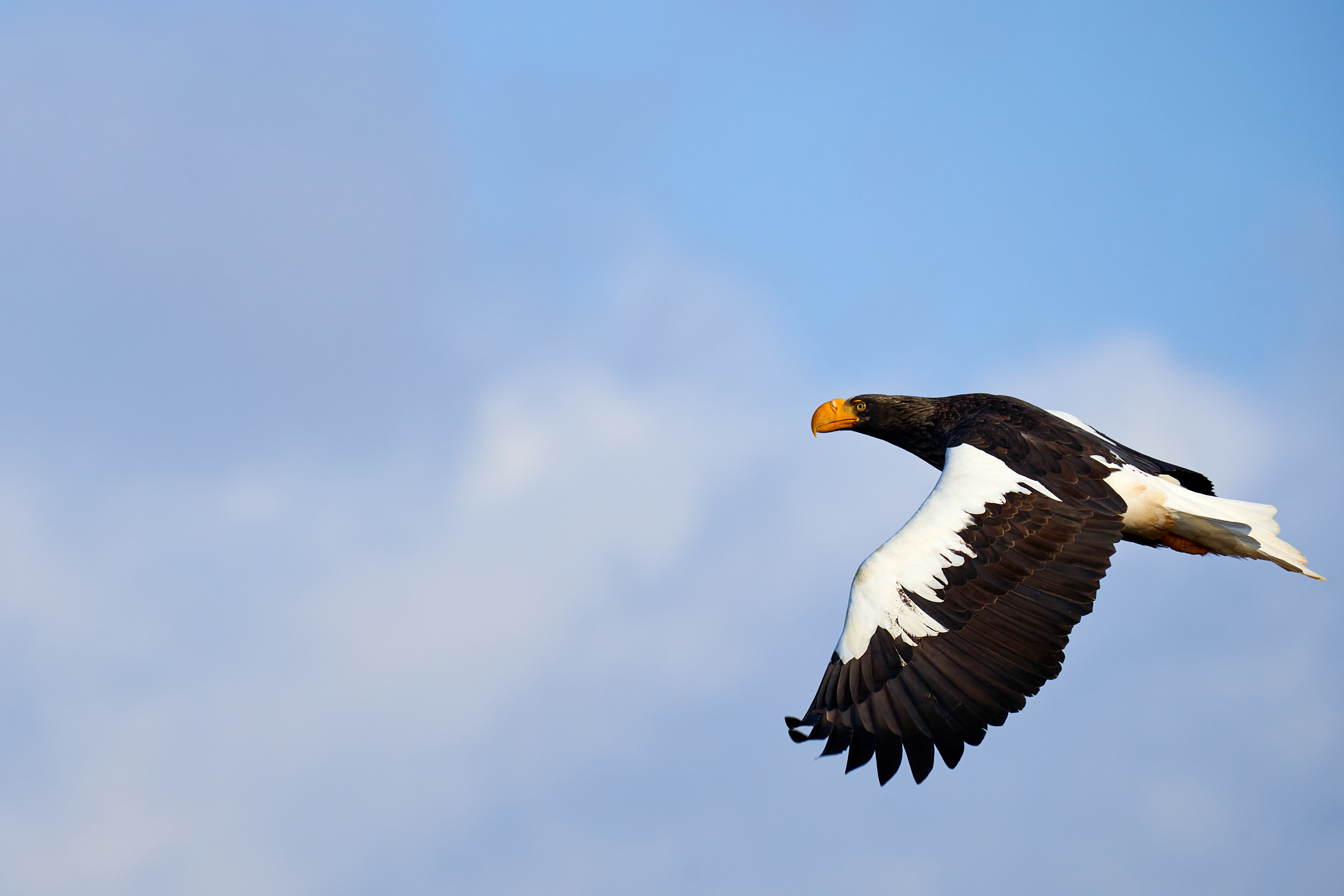 野鳥研究会 差し替え用写真.jpg