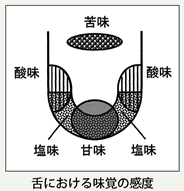 舌における味覚の感度