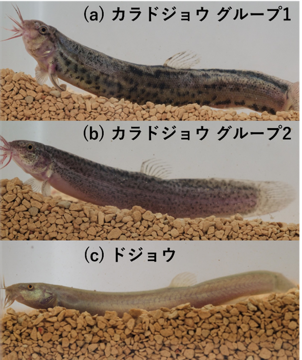 ドジョウ.png