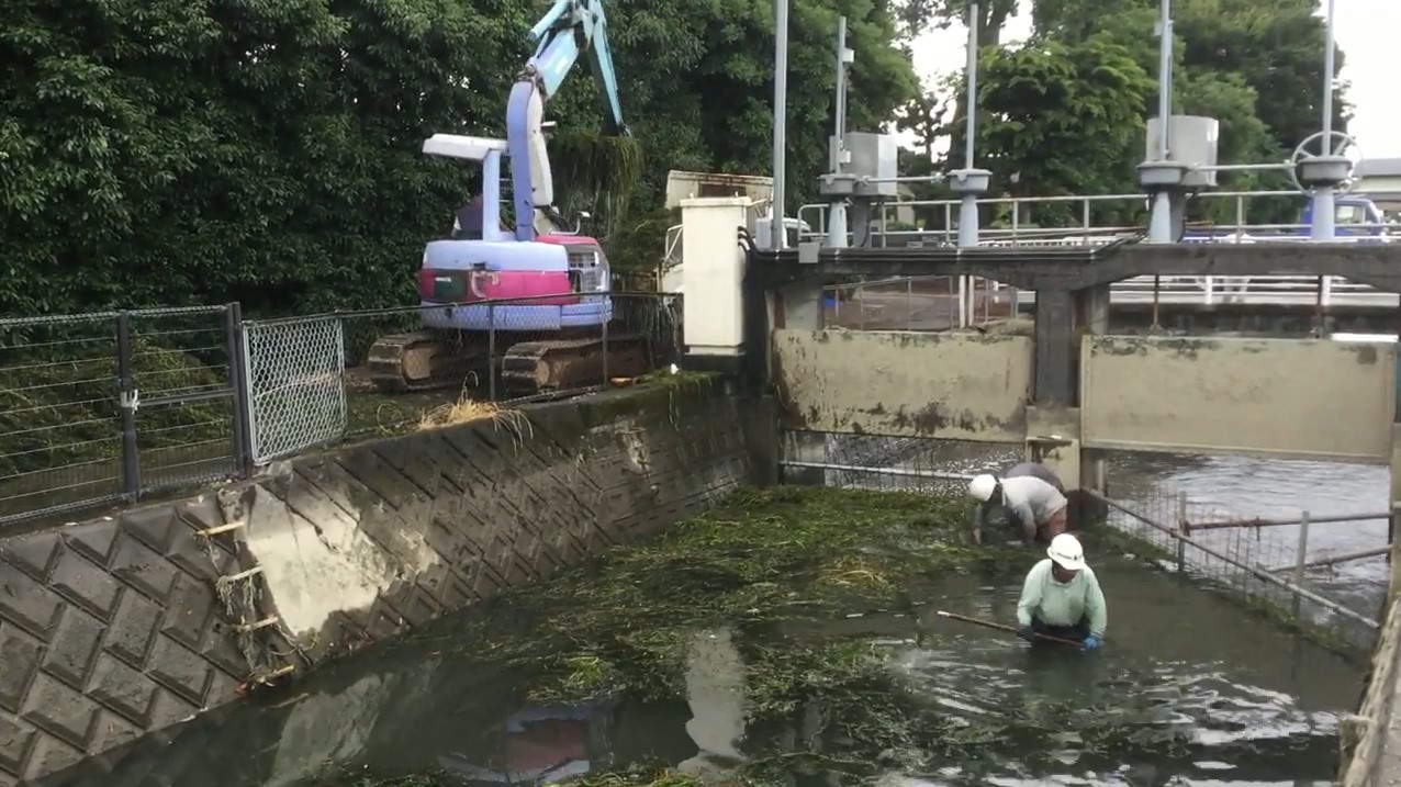 研究
外来種の水生生物
オオカナダモ駆除