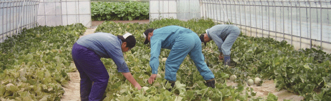 農業技術練習生によるメロンの収穫