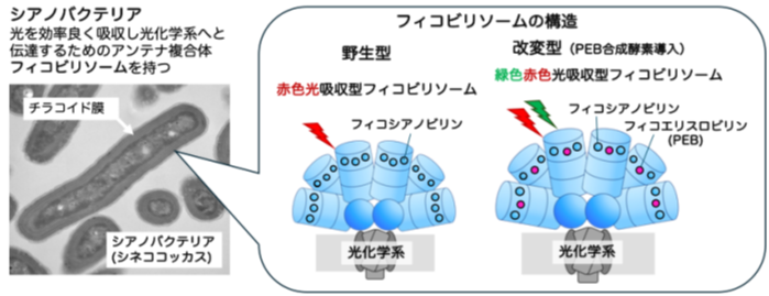 光合成アンテナの性能を酵素で調整 ― シアノバクテリアの色素代謝設計に新指針 ―