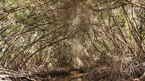 乾燥地のジプチに生息するマングローブ林、これがジプチの農業の鍵に⁉