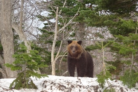 知床で出会った野生動物　ヒグマ