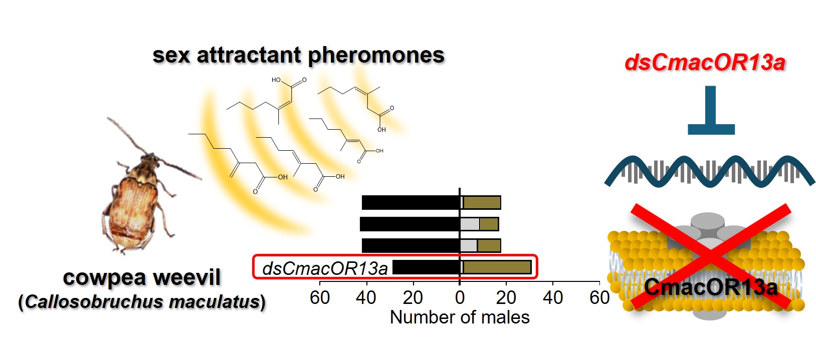 分子生命化学専攻出身の﨑田 慧人さん(24年度修士修了)らの研究成果が Biochemical and Biophysical Research Communications (BBRC)  に掲載
