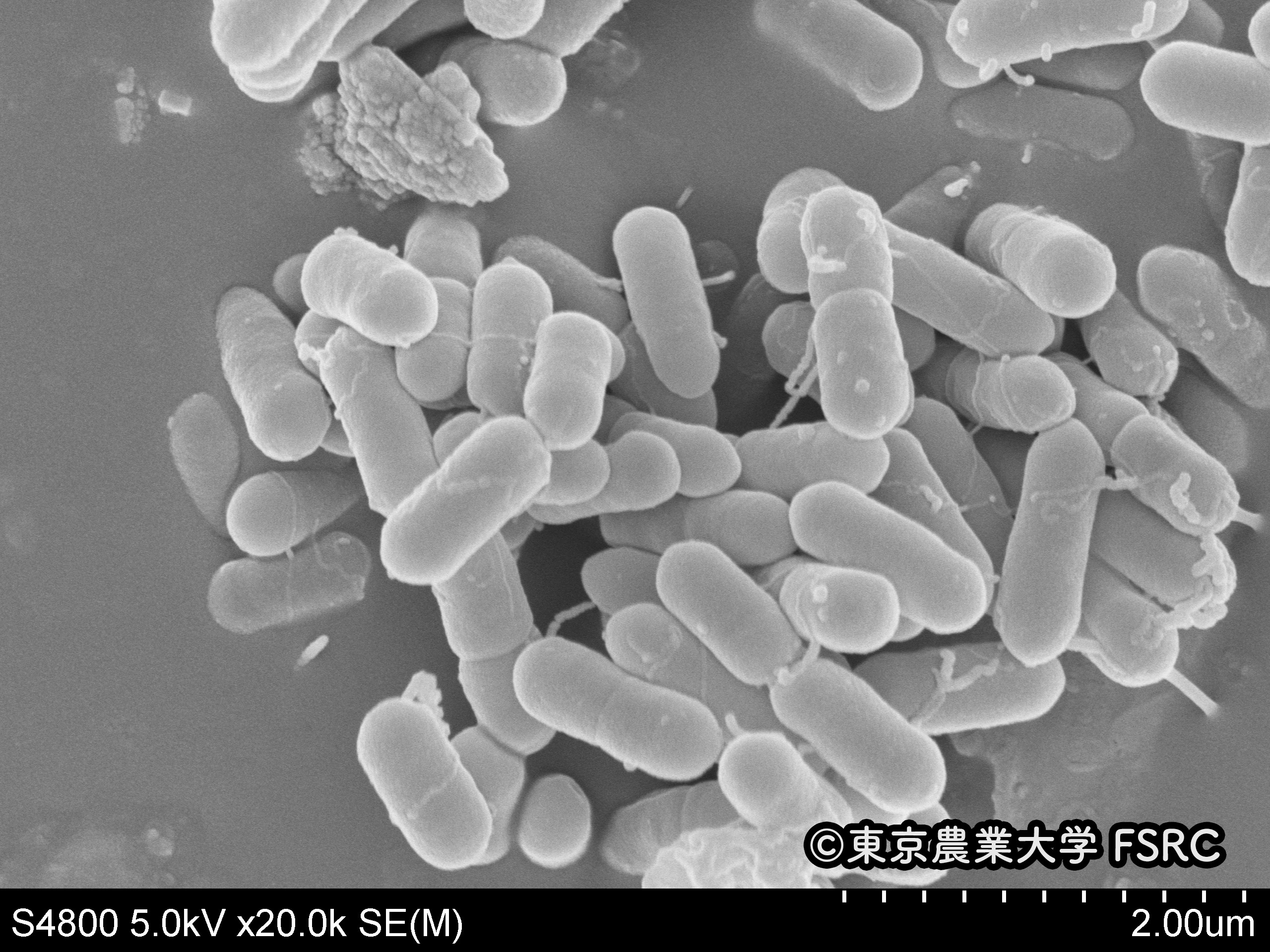 <i>Listeria monocytogenes</i>