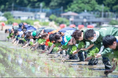 2018農業実習棚沢圃場田植え180601018.jpg