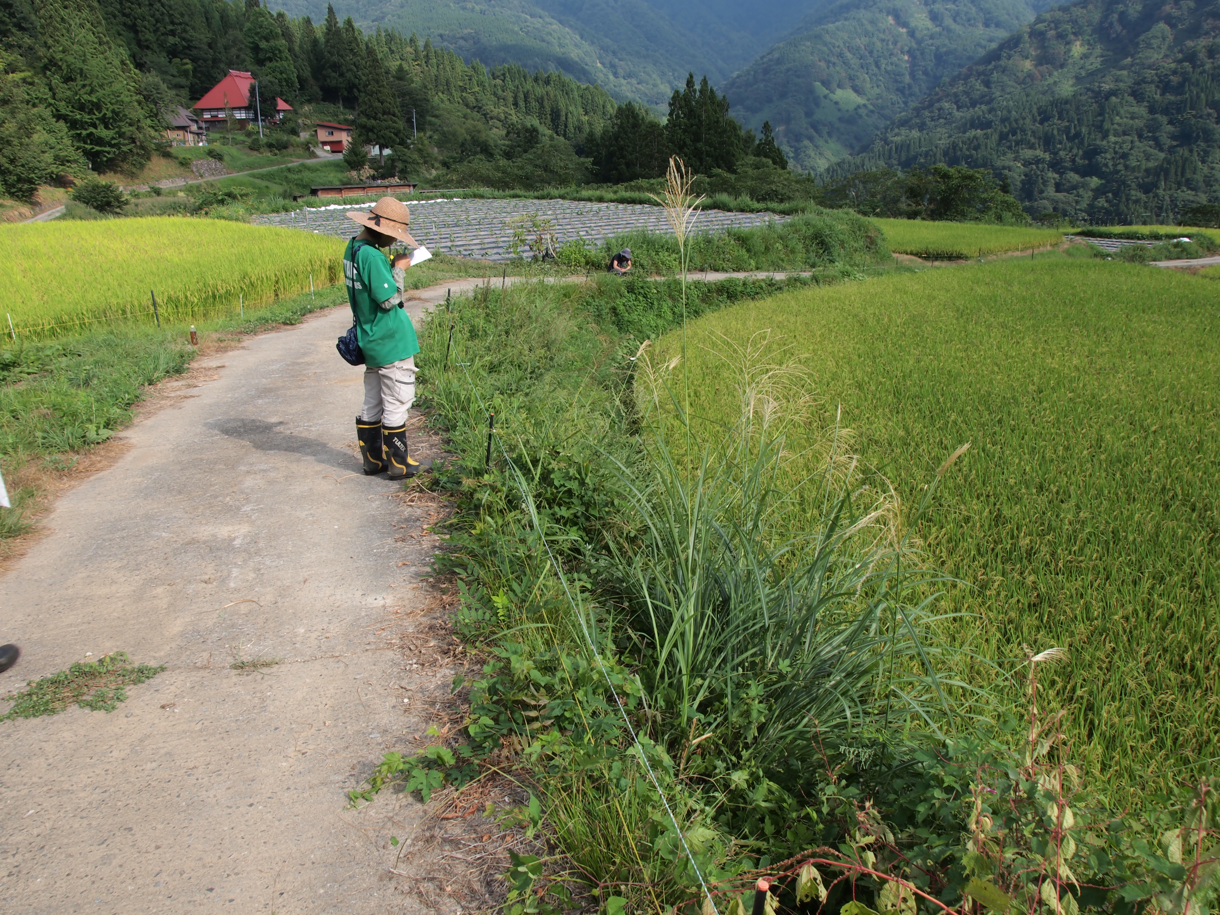 『保全生態学研究』に修了生の論文が掲載されました