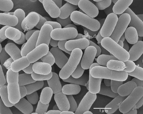 ☆増補☆ 食品とオゾンの科学: ―微生物的原因とその制御― | 内藤
