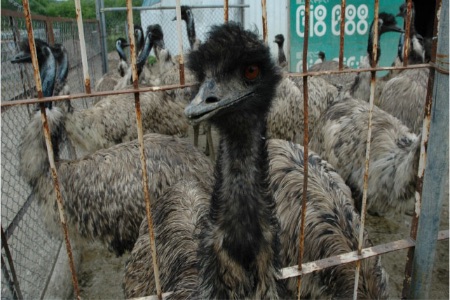 網走で飼育されているエミュー