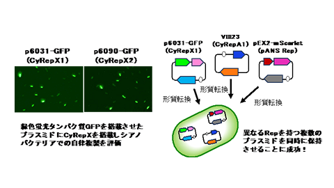 研究成果（共同）「光合成微生物シアノバクテリアにおける新奇プラスミド複製因子の発見｣ | バイオサイエンス学科 渡辺 智 准教授