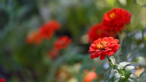 活動「花でリラックス」