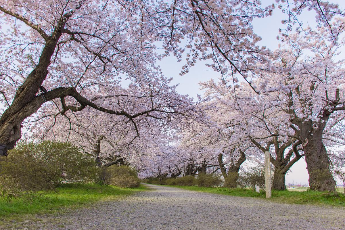 展勝地　桜.jpg