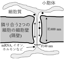 fgr01.png