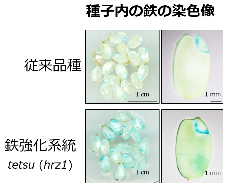 研究成果（共同）「遺伝子組換えを使わず、鉄を多く含むコメの開発に成功」 | 農芸化学科 齋藤 彰宏 助教ら
