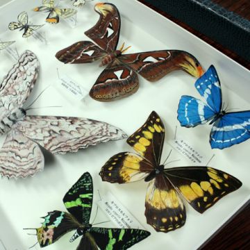ペーパーインセクト 紙型昆虫標本 作成教室 東京農業大学 ペーパーインセクト 紙型昆虫標本 作成教室 東京農業大学
