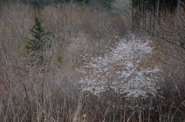 img0048.jpg