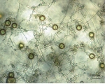 oospores.jpg