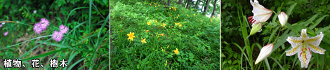 植物、花、樹木