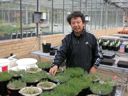 海水濃度1.5倍でも生きているDistichlis spicata