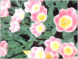 �C���[�W