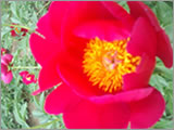 �C���[�W